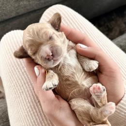 Parmesan - Cream female Cockapoo puppy in Denver, Pennsylvania from Greenview Puppies