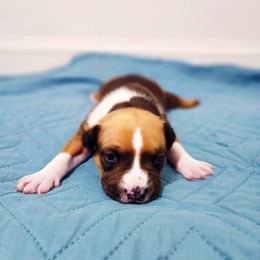 American Staffordshire Terrier Puppies from MDYC Amstaffs