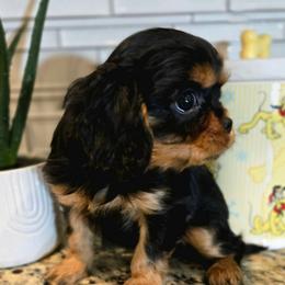 Eddie - Black and tan male Cavalier King Charles Spaniel puppy in Caldwell, Idaho from Terrace Cav's