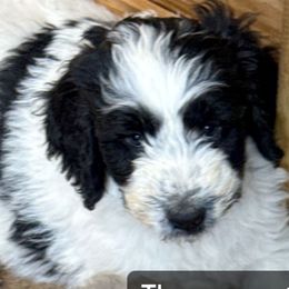 Patsy - female Newfypoo puppy in San Antonio, Texas from Mammoth Doodles