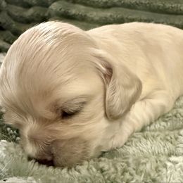 Lark - Cream female Cocker Spaniel puppy in Sumter, South Carolina from Cocker Eclipse In Home Kennel