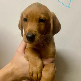 Teal - Yellow female Labrador Retriever puppy in Newaygo, Michigan from Royal Oak Gundogs