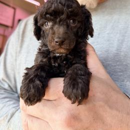 Yukon - with training - Brown male Poodle puppy in Boonville, North Carolina from Doods & Dolls