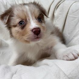 Zinfadel - Red merle female Australian Shepherd puppy in Wrightstown, New Jersey from Hartzland Farm Australian Shepherds