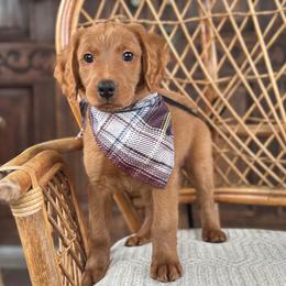 Remor - Red  male Goldendoodle puppy in Enumclaw, Washington from Owen-a-Doodle
