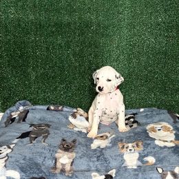 Dalmatian Puppies from Xzayvius Stitt