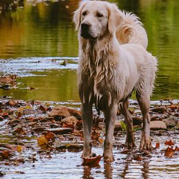 Addie - Golden Retriever