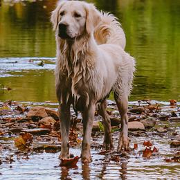 Addie - Golden Retriever