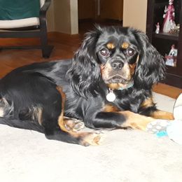 Cavalier King Charles Spaniel Puppies from Oakdale Cavaliers