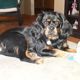 Cavalier King Charles Spaniel Puppies from Oakdale Cavaliers