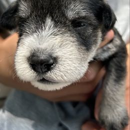 Bernie - Salt and pepper male Miniature Schnauzer puppy in Frankford, Delaware from Miniature Schnauzers of Delmarva