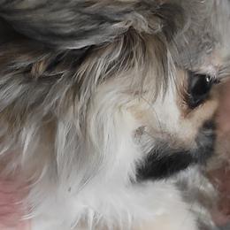 Moose - Pekingese
