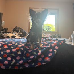 Brownie - Chihuahua