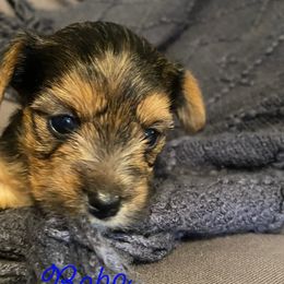 Yorkshire Terrier Puppies from Susan’s Yorkies