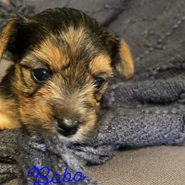 Yorkshire Terrier Puppies from Susan’s Yorkies