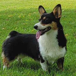 Tater Tot - Pembroke Welsh Corgi