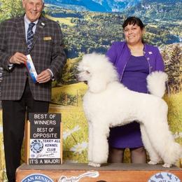 Collies and Poodles from Los Arteagas Collies & Standard Poodles