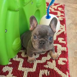 Iggy Azalea - Blue female French Bulldog puppy in Wisconsin from Shameless Bulldogs LLC