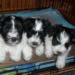 Miniature Schnauzer Puppies from Bar Diamond