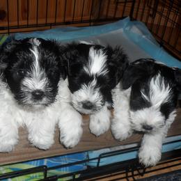 Miniature Schnauzer Puppies from Bar Diamond