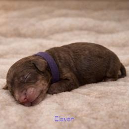 Eleven - Brown female Bernedoodle puppy in Bennett, Colorado from Darling Paws Bernedoodles, LLC