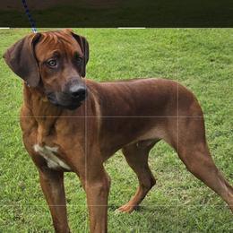Edgar - Rhodesian Ridgeback