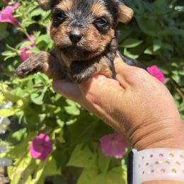 Everly - Black and tan female Yorkshire Terrier puppy in Jayess, Mississippi from Barbara Clark
