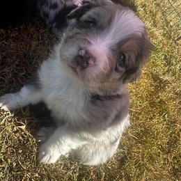 Australian Shepherd Puppies from Hamilton Farms