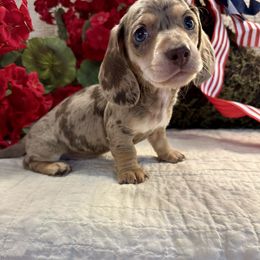 Ira - Chocolate and cream male Dachshund puppy in Hensley, Arkansas from The Dachshund Barn