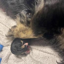 TBD 3rd born - Black and tan male Dachshund puppy in El Dorado, Arkansas from LovelylilDoxies
