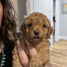 Maltipoo Puppies from Jessica's Maltipoos