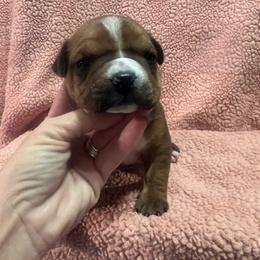 Monica - Red female American Staffordshire Terrier puppy in Marietta, Georgia from Ambition Amstaffs