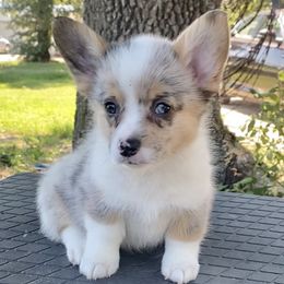American Corgis and Pembroke Welsh Corgis from Wild Goose Corgis