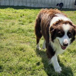 Ruger  - Miniature Australian Shepherd