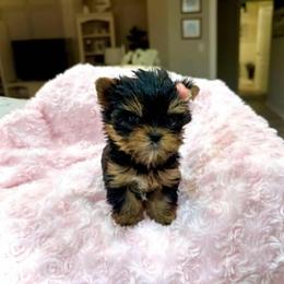 Maltese and Yorkshire Terrier Puppies from tatortot pup