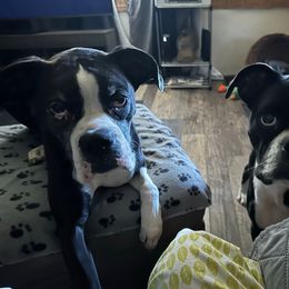 Gypsy - Boxer