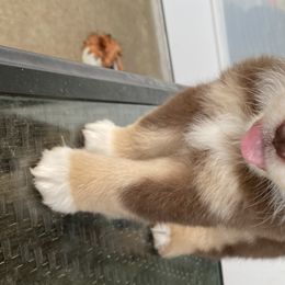 Kayce - Miniature Australian Shepherd puppy in Victoria, Texas from 4M Australian Shepherds