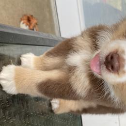 Kayce - Miniature Australian Shepherd puppy in Victoria, Texas from 4M Australian Shepherds
