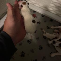 Boy 2 - Tri-color male Jack Russell Terrier puppy in Lehigh Acres, Florida from Clawson and Sons Farm