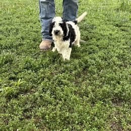 Milo - Black and white male Assorted Doodle Crosses puppy in Moulton, Iowa from Shondel Puppy Paws