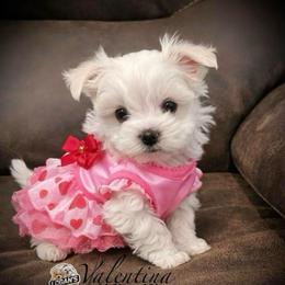 Valentina - White female Maltese puppy in Paden, Oklahoma from Logan's Perfect Puppies