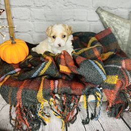 Boy 2 - Parti Poodle puppy in Johnson City, Tennessee from Northeast TN Standard and Mini Poodles