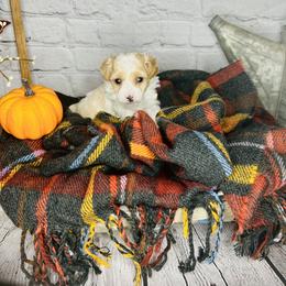 Boy 2 - Parti Poodle puppy in Johnson City, Tennessee from Northeast TN Standard and Mini Poodles