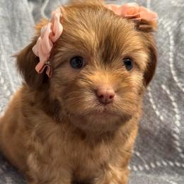 Bailey - Red female Maltipoo puppy in Bakersfield, California from Silvia's Maltipoos