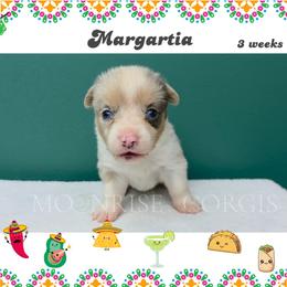 Margarita - Blue merle and white female American Corgi puppy in Mansfield, Ohio from Moonrise corgis