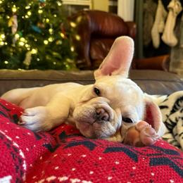 Bam-Bam - Cream male French Bulldog puppy in Murphy, Texas from Mathew Household Frenchies