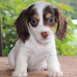 Milo Purebred DNA Tested Parents Health Certified Family Raised Piebald - Chocolate and tan male Dachshund puppy in Haines City, Florida from Divine Poodle Paradise Standard Poodles & Divine Dachshunds