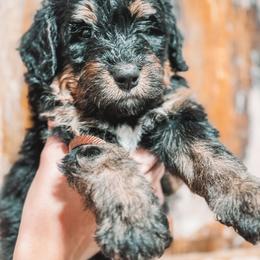Bernedoodle, Bernese Mountain Dog, and Goldendoodle Puppies from Red Door Canines