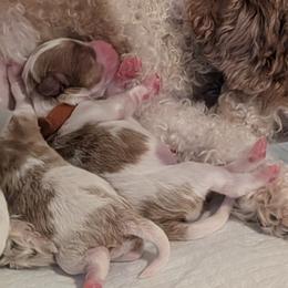 Sandy - Blenheim female Cavapoo puppy in Newport, North Carolina from Crystal Coast Cavapoodles