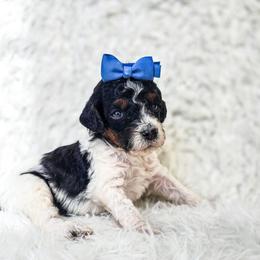 Scout - Black and white female Bernedoodle puppy in Gaylord, Michigan from Dog Mom Co. Doodles